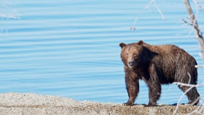BEAR EATS ELK CALF-STOCK