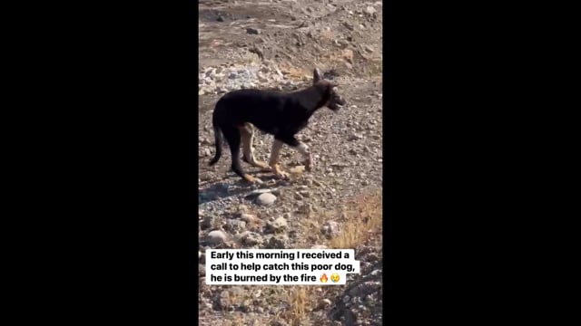 Φροντίζουν σκύλου που κάηκε στη φωτιά στην Ιεράπετρα Λασιθίου 5-7-2025