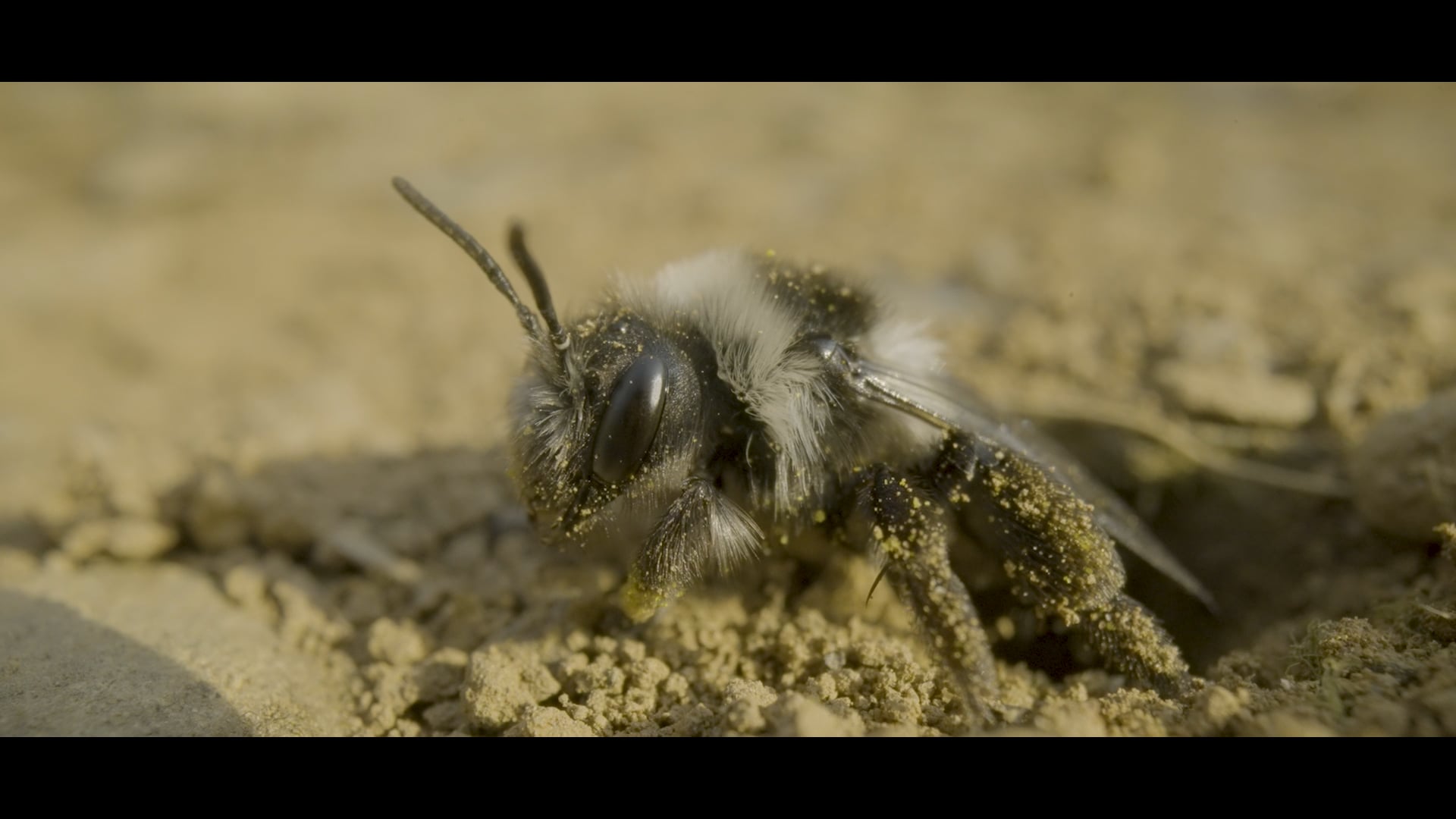 Matt Roseveare - Macro Showreel 2025