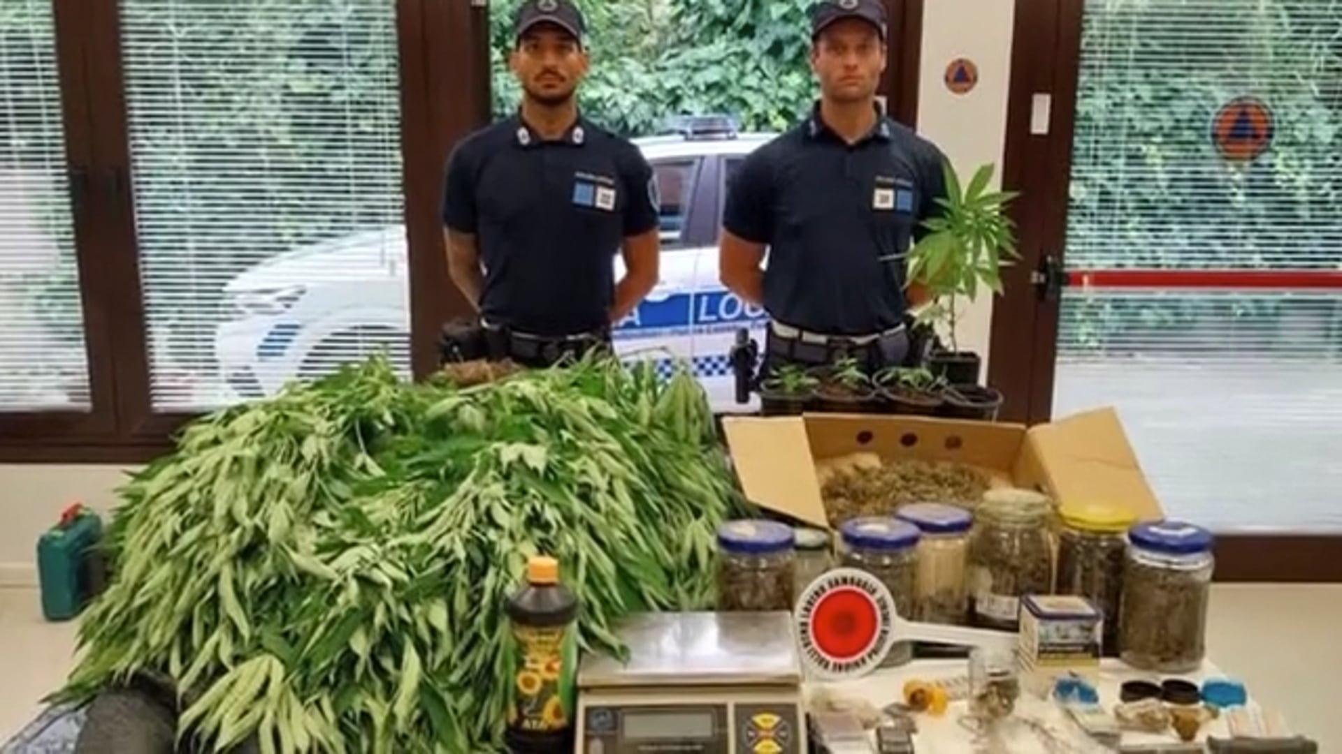 Sequestrata una piantagione di cannabis a Casalecchio di Reno