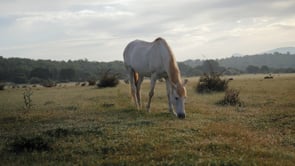 Juste devant nous - Nicolas