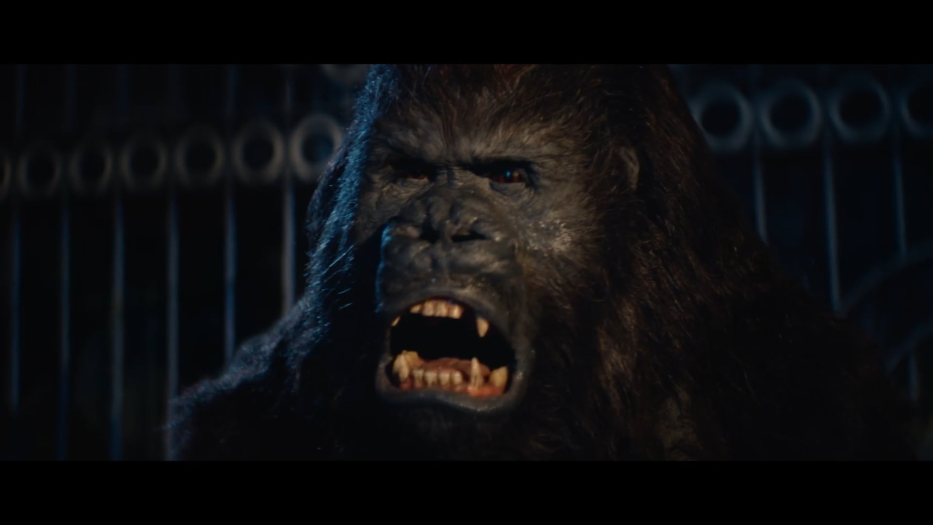 Gorilla