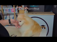 Related Embedded Video Item Thumbnail