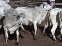 Lote 06