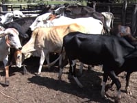 Lote 08