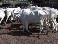 Lote 09