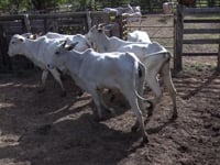 Lote 10