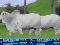 Lote 218