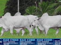 Lote 219