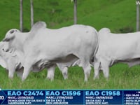 Lote 220