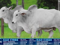 Lote 224