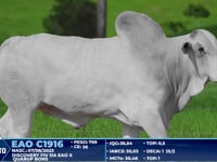 Lote 227