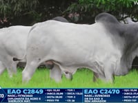 Lote 230