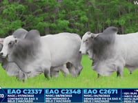 Lote 231