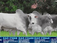 Lote 232