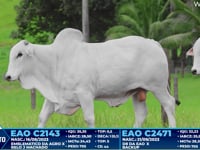 Lote 236