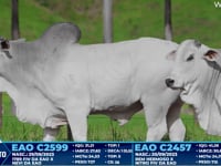 Lote 242