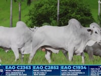 Lote 243