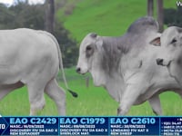 Lote 244