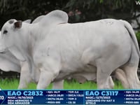 Lote 249