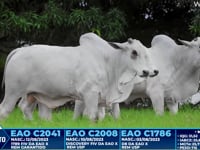 Lote 250