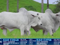 Lote 254