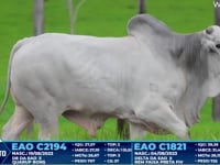 Lote 255