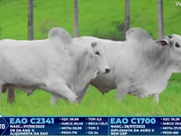 Lote 256