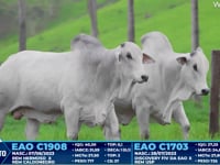 Lote 261