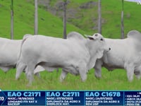 Lote 262