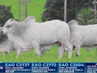 Lote 263