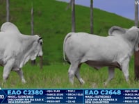 Lote 274