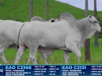Lote 275