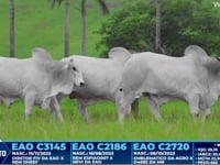 Lote 276