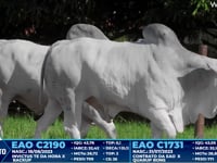 Lote 280