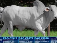 Lote 281