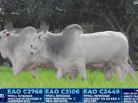 Lote 282