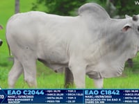 Lote 286