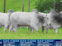Lote 287