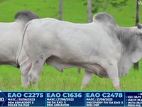 Lote 288