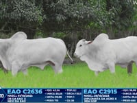 Lote 292