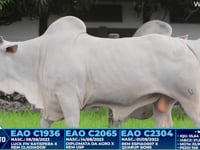 Lote 294