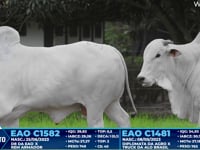 Lote 298