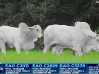 Lote 299