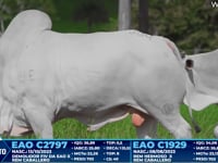 Lote 304