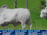 Lote 305