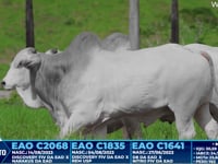Lote 306