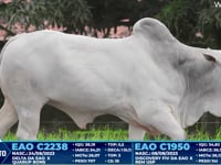 Lote 309