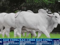 Lote 310