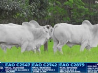 Lote 311